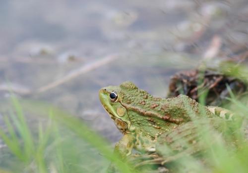 Grenouille