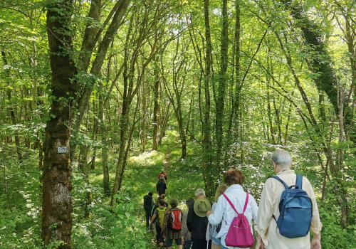 Marche dans la forêt