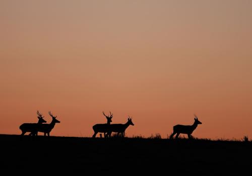 Faune sauvage 