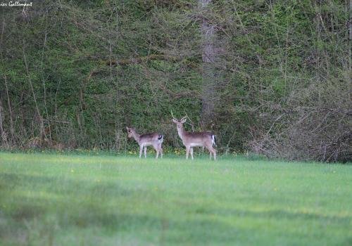 Deux cerfs qui nous regarde au loin