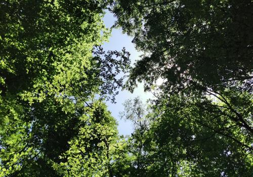 Arbes du Parc national de forêts