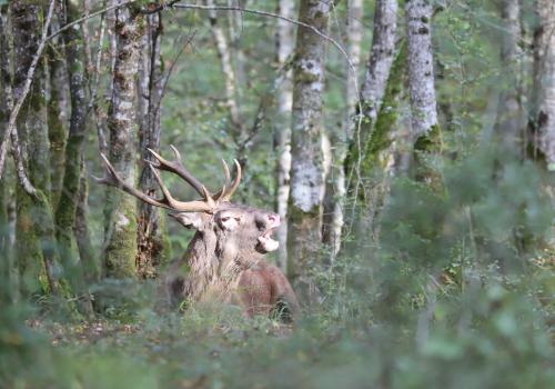 brame cerf (C) Julien Bouring