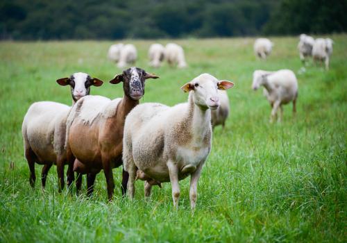 Photo : Céline Lecomte