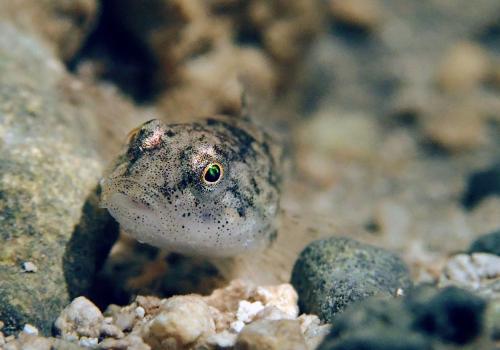 Chabot commun ©Benjamin Pawlica