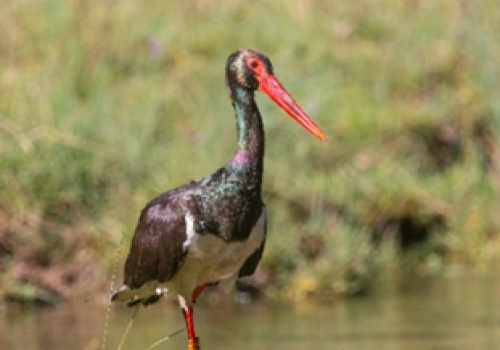 Cigogne Noire - Olivier Pellerin