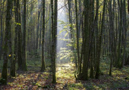 c_parc_national_de_forets-eric_girardot_0190_1.jpg