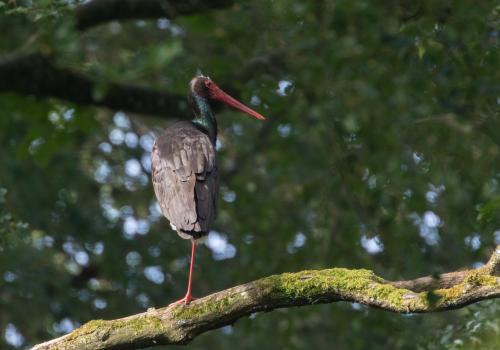 cigogne_noire.jpg_colivier_pellerin.jpg