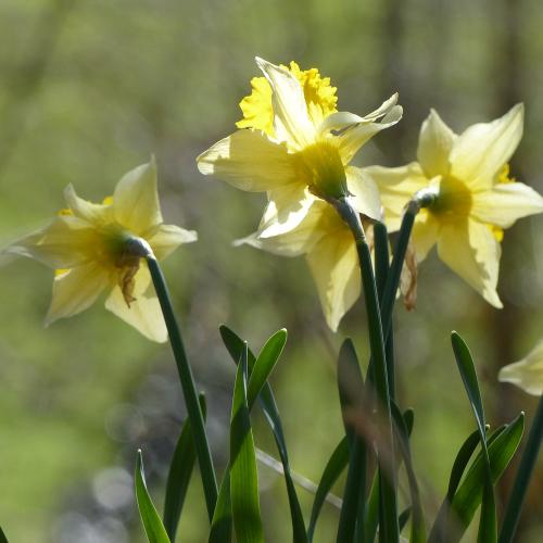 Jonquilles