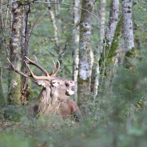 brame cerf (C) Julien Bouring