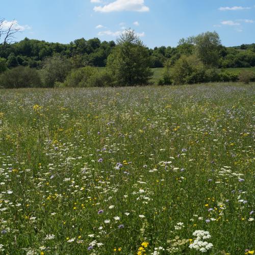 Photo : Guillaume Billod - MNHN, CBN BP / Prairie de fauche - Aulnoy
