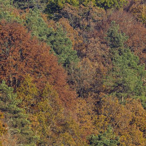 automne