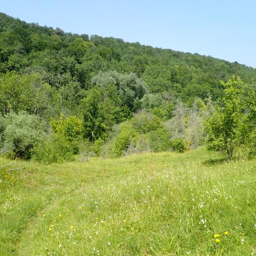 Pelouse à Saint-Germain-le-Rocheux ©Guillaume Doucet
