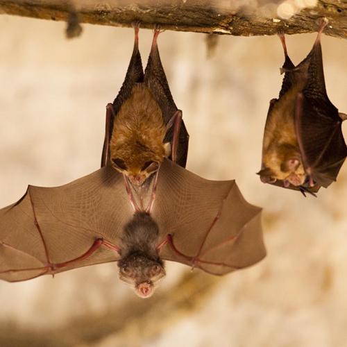 Tanguy Stoeckle - Petit rhinolophe