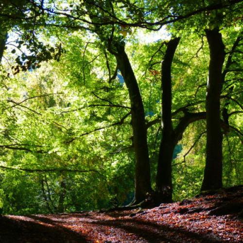 forest-10238_px_bd.jpg