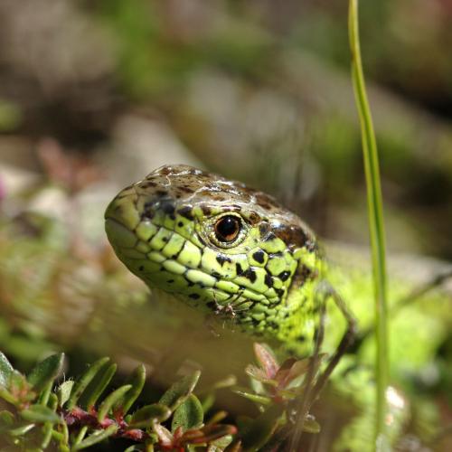 male_de_lezard_des_souches_lacerta_agilis_c_romaric_leconte.jpg