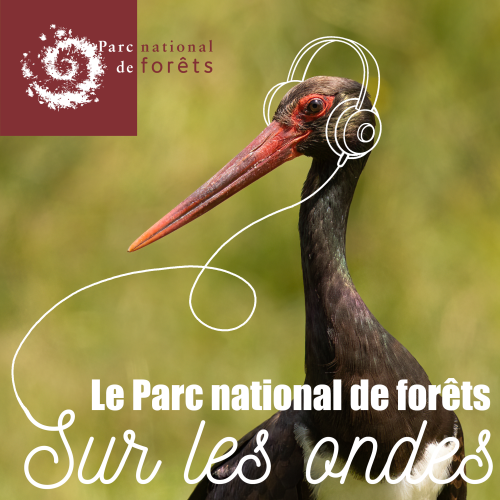 sur_les_ondes_cigogne_psd.png