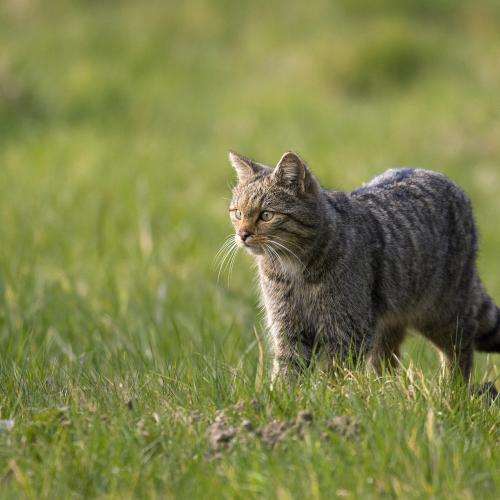 Chat forestier
