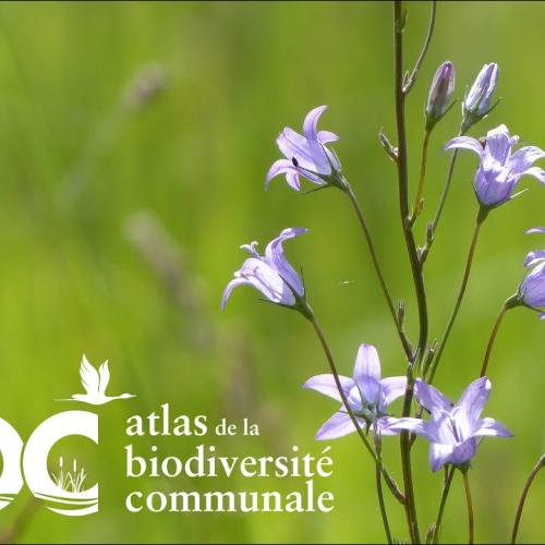 Ciné débat | Les abeilles sauvages