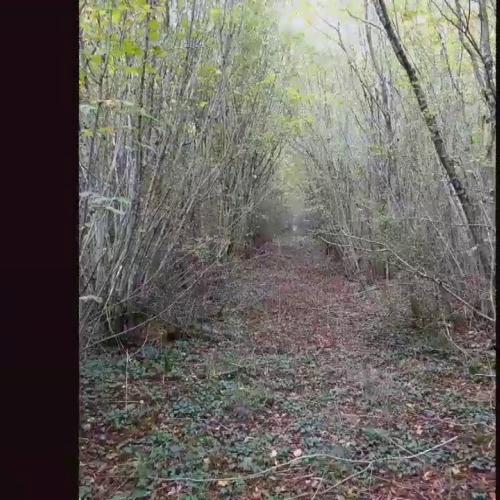 Fête de la Science 2017 - sortie forêt LiDAR