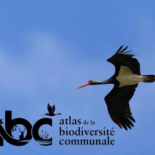 Conférence | À la rencontre de la Cigogne noire