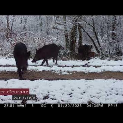 Pièges photos - Vus dans le Parc national de forêts...