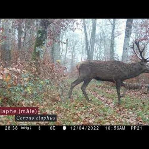 Pièges photo - Janvier 2023
