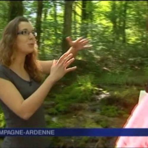 Les forêts du futur Parc national...