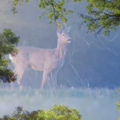 Le Parc national de forêts - Un site de rencontres