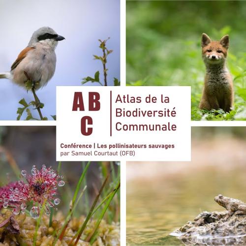 ABC Colmier-le-Haut | Conférence sur la Rainette arboricole