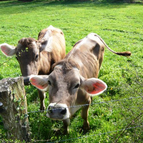 vaches_brunes_100411cgallemant_5.jpg