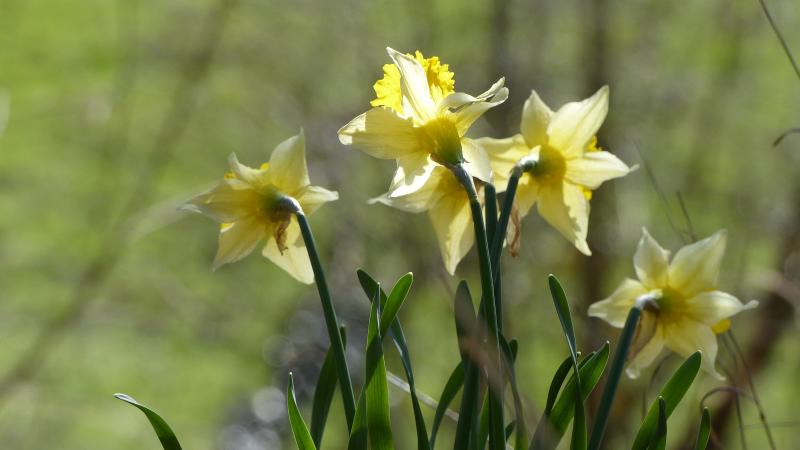 Jonquilles