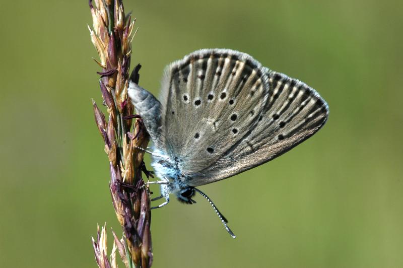 Maculinea alcon © Romaric Leconte