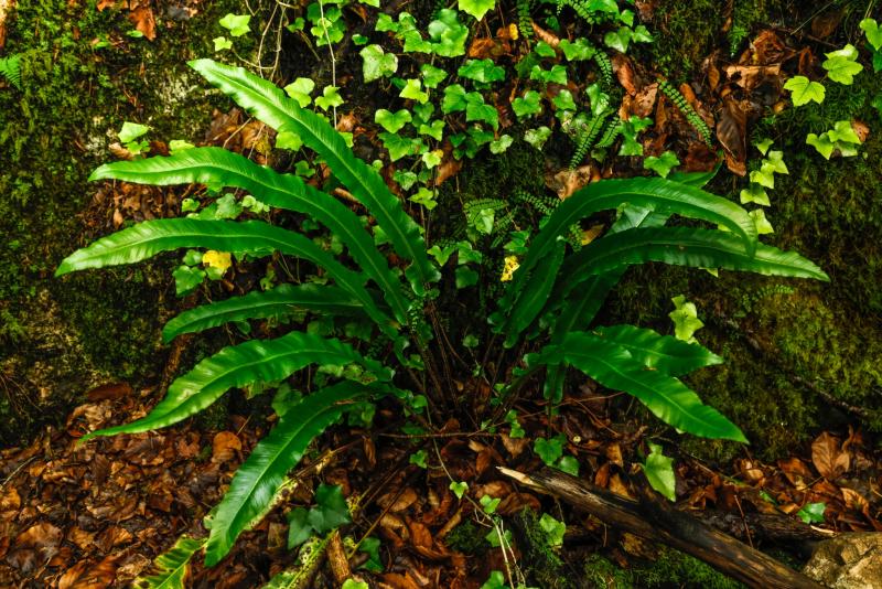 Fougère scolopendre