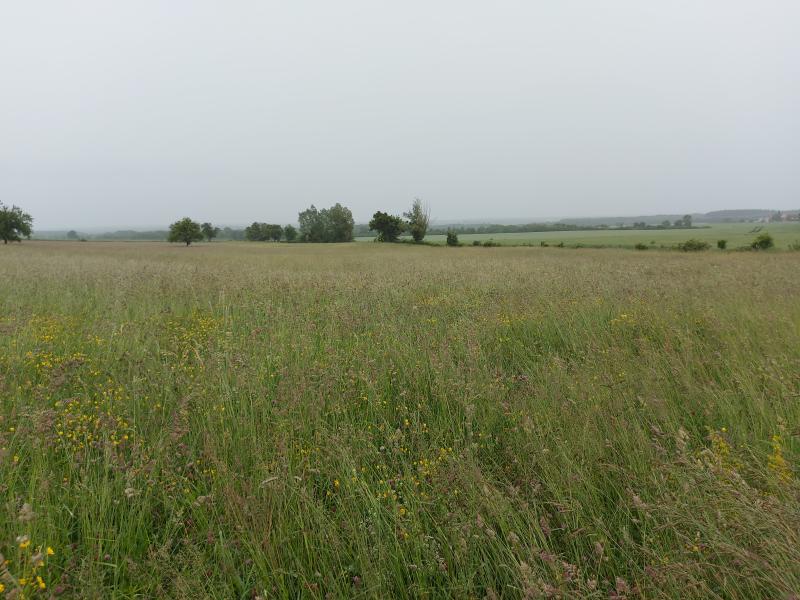 prairie