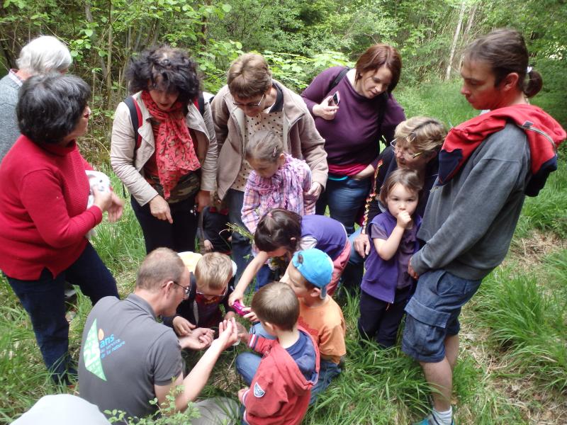observation_du_triton_alpestre_23mai2015_anne_laforest.jpg