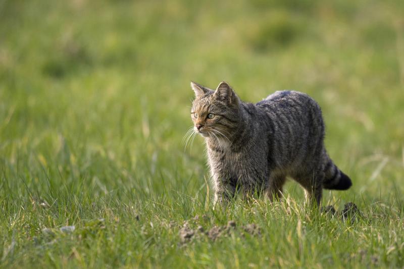 Chat forestier
