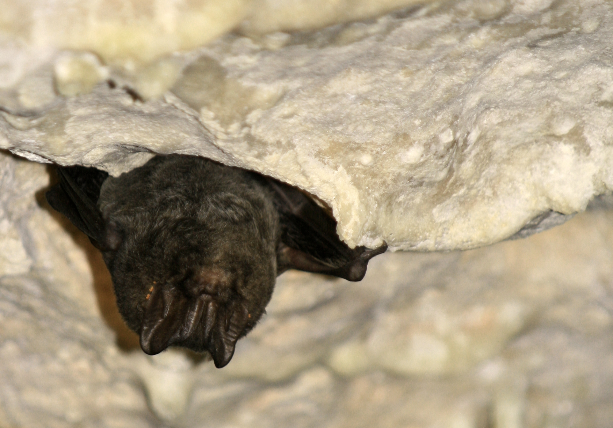 Chauve-souris