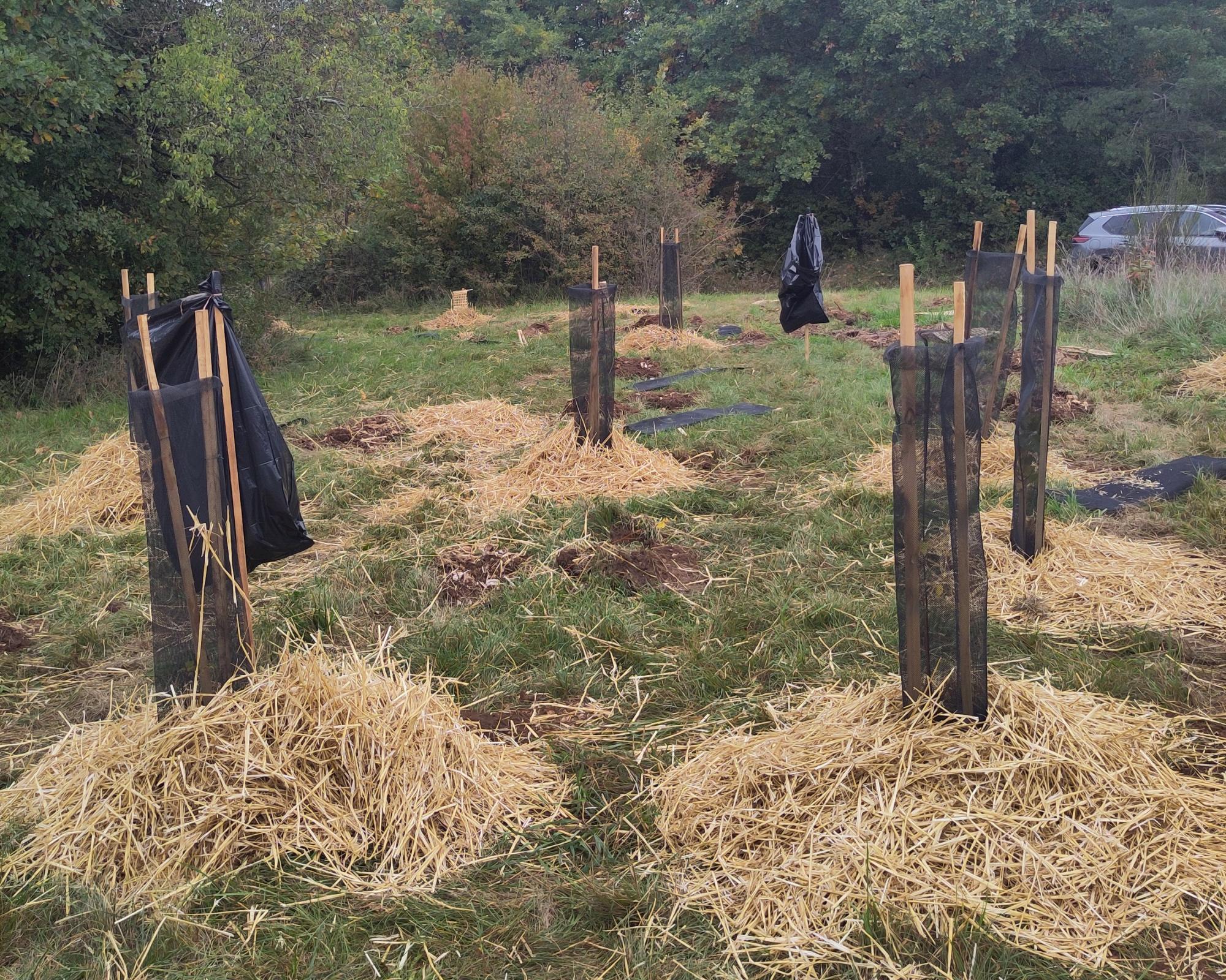 aforestation pédagogique