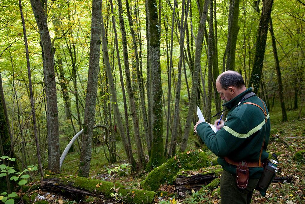 La filière forêt-bois  Parc national de forêts