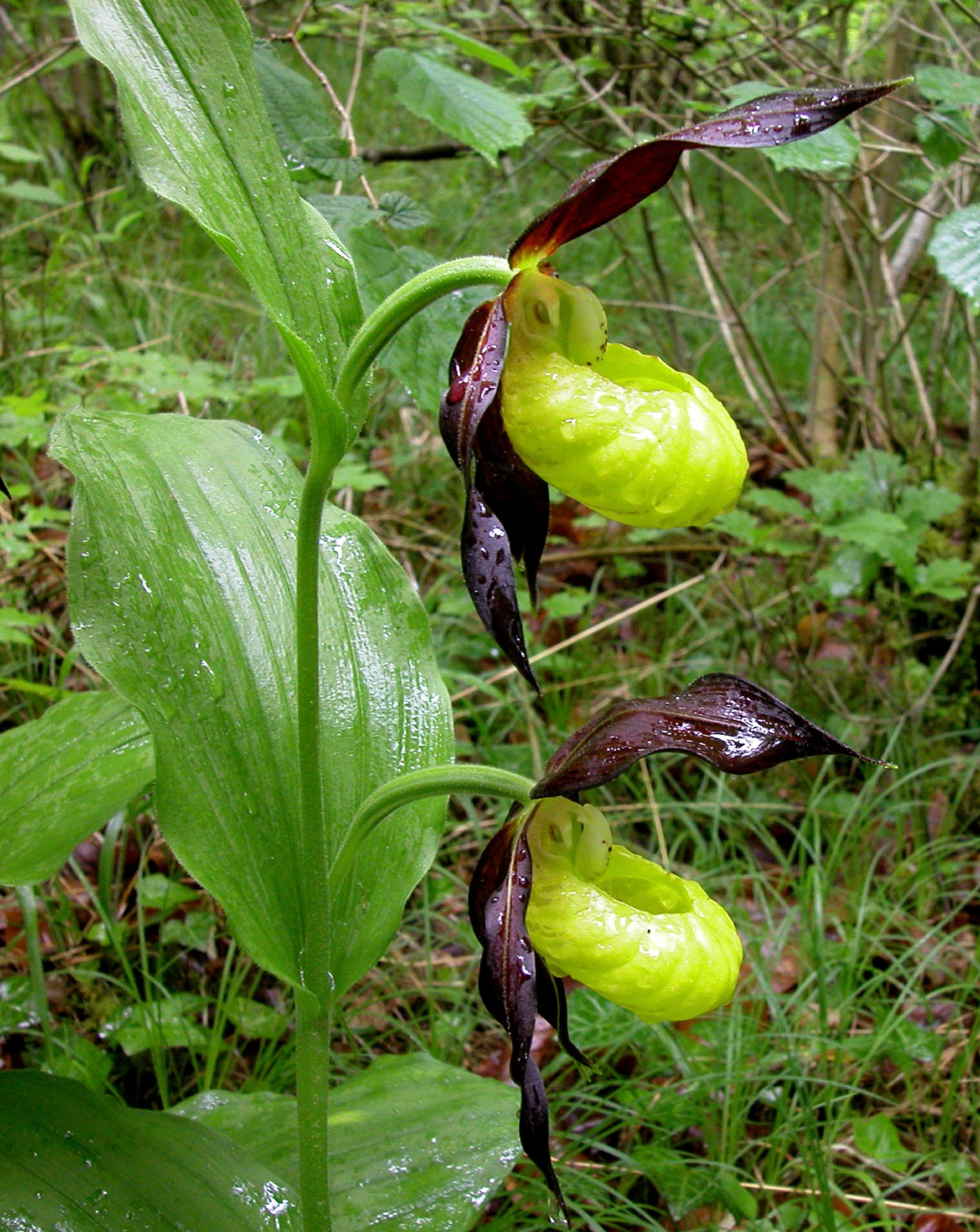 Sabot de Vénus