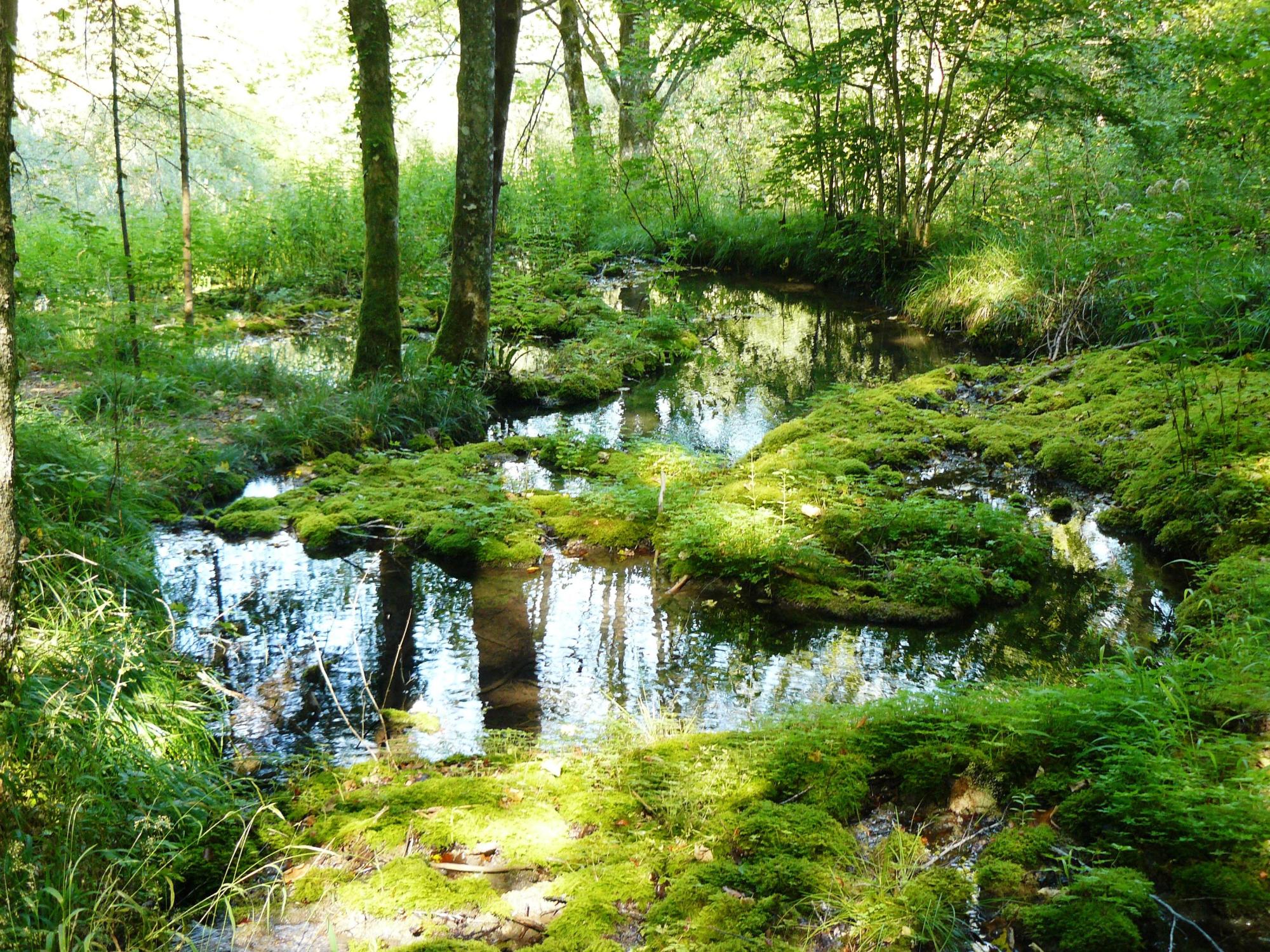 Marais tufeux