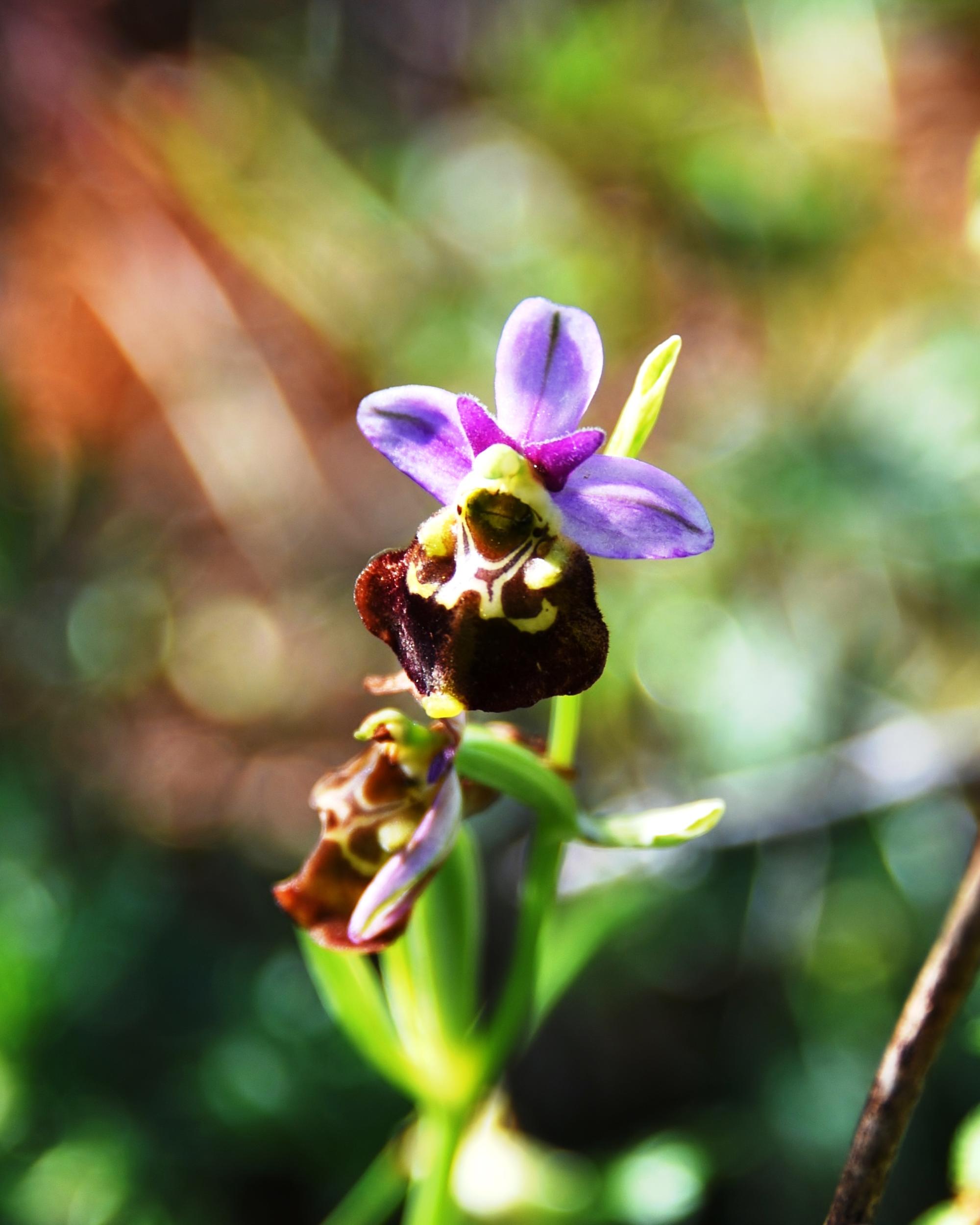 Orchis abeille