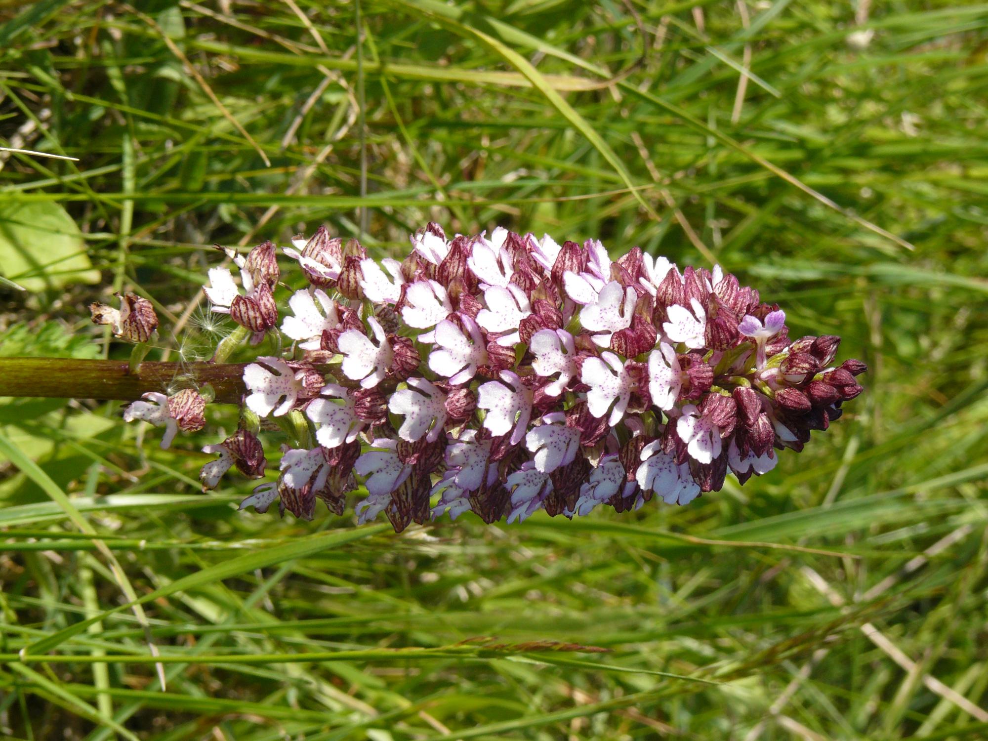 Orchis pourpre
