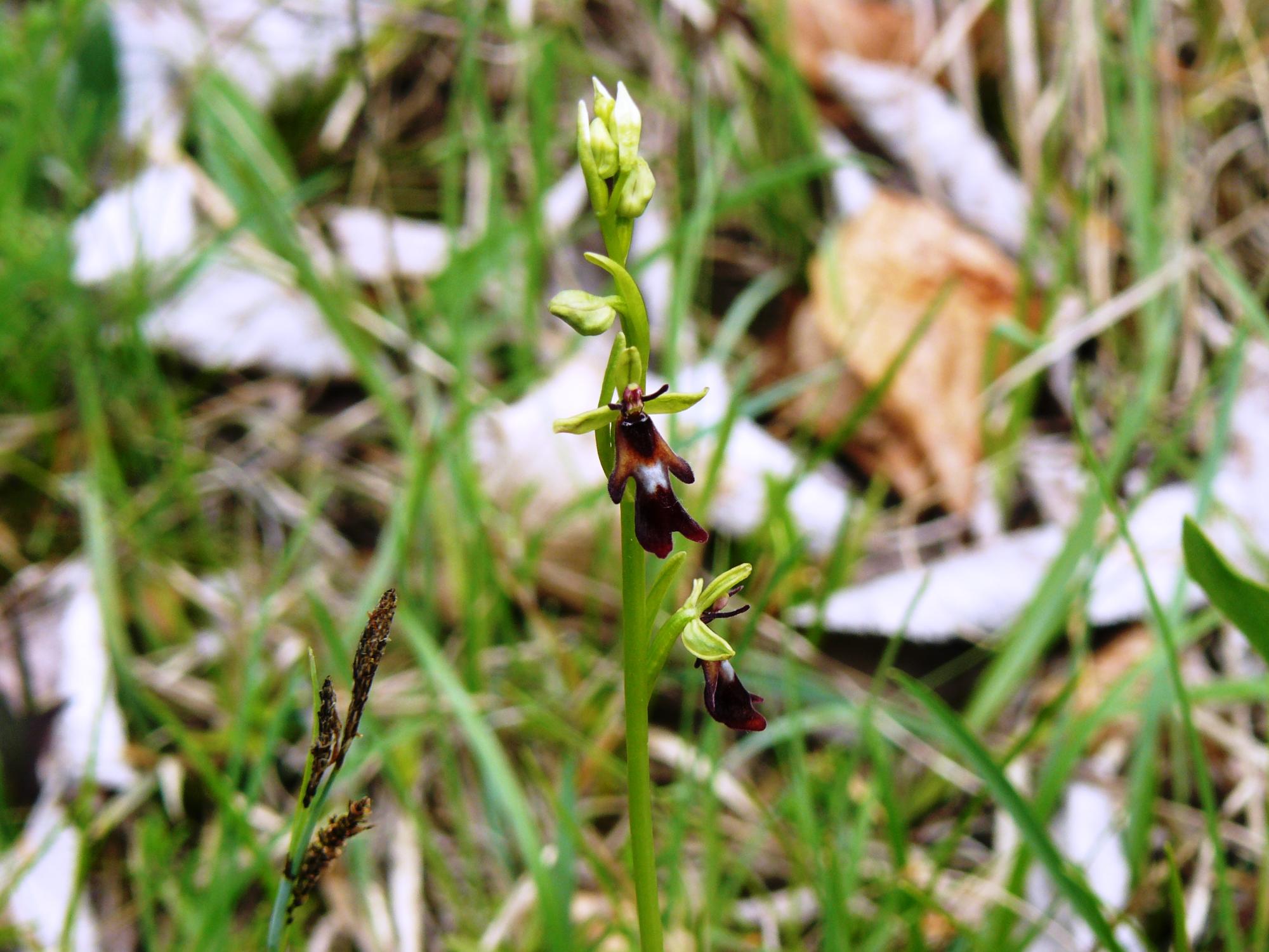 Ophrys mouche