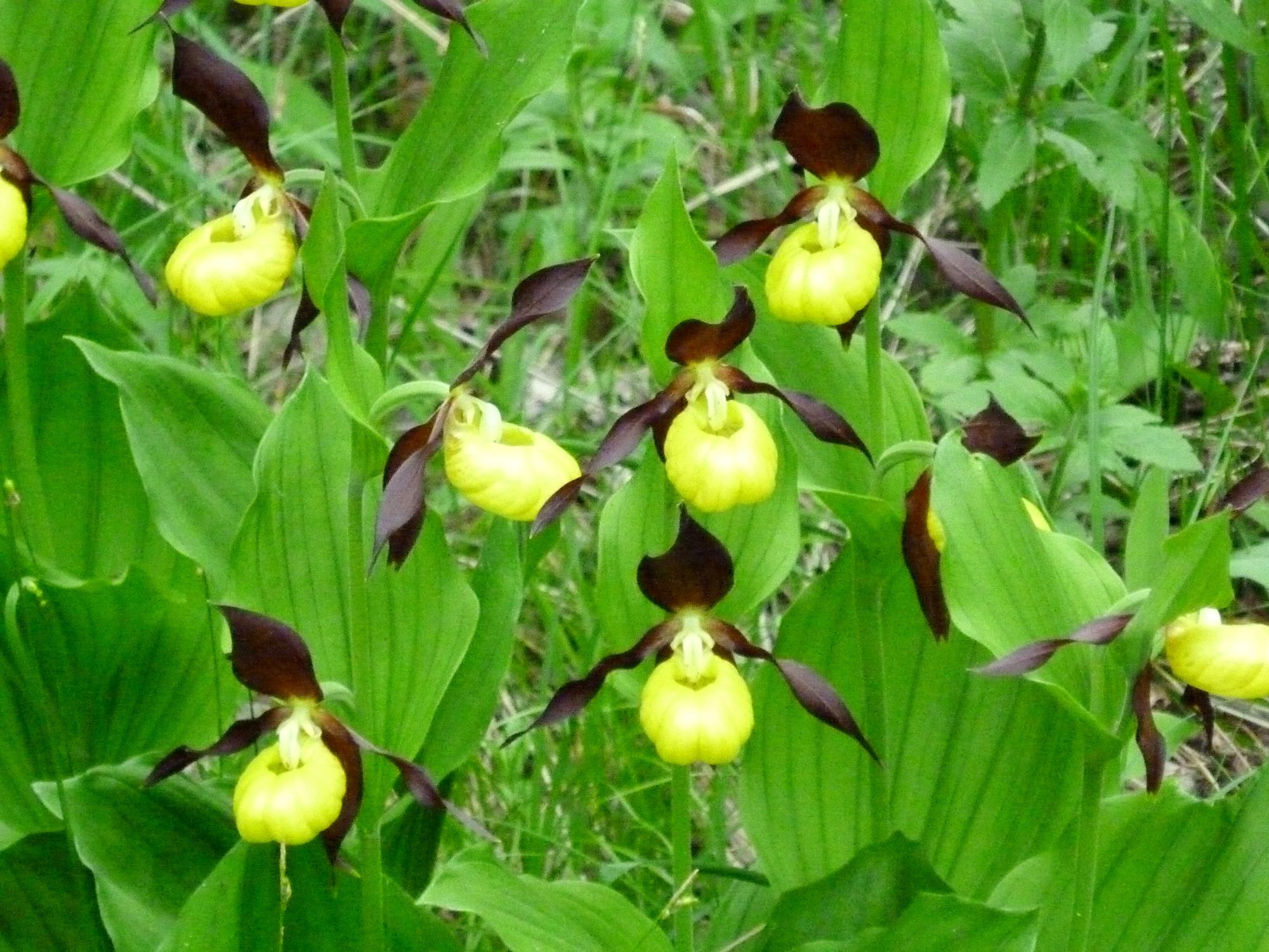 Sabot de Venus