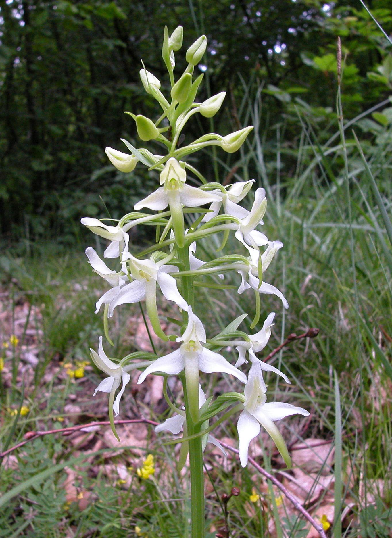 Platanthère