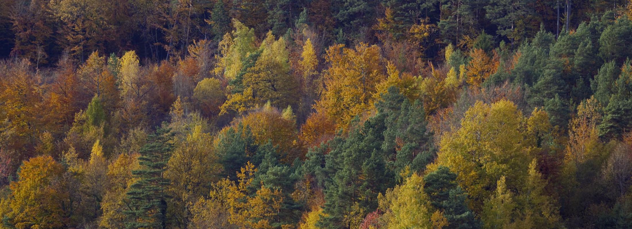 automne