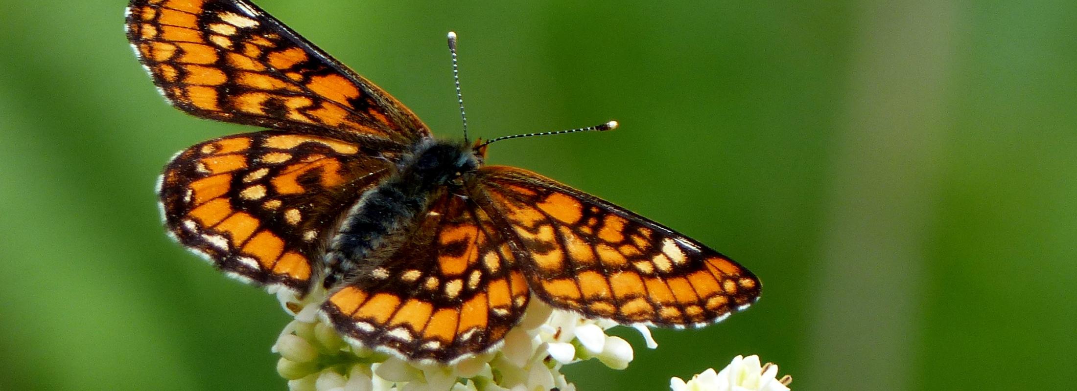 euphydryas_maturna_chalmessin_18_juin_2019_c_romaric_leconte.jpg