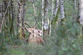 brame cerf (C) Julien Bouring
