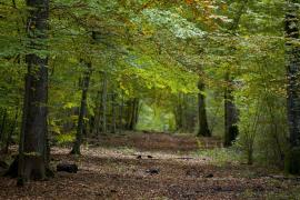 forêt